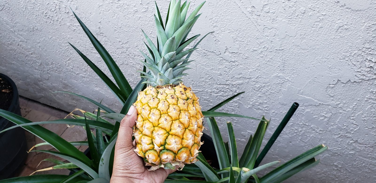 Growing Pineapples in California A Complete Guide Fruit Faves