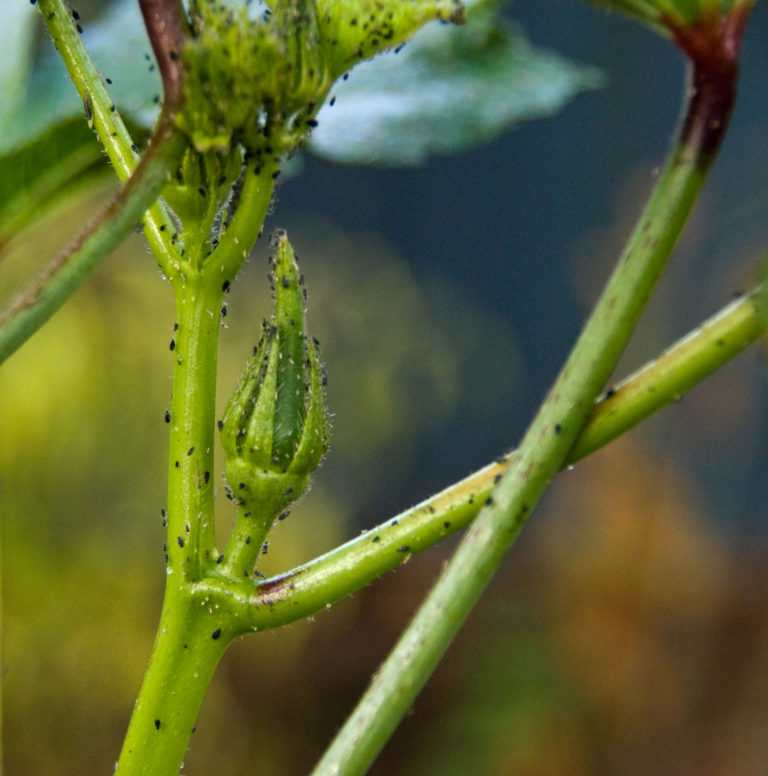 Tiny black pests on my Okra plant California Gardening