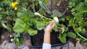 White Radish harvest from container