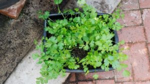 Cilantro growing in small container