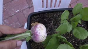 Turnip harvest 