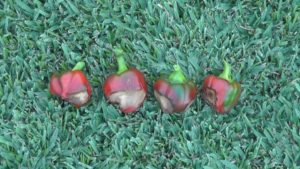 Blossom End Rot in peppers