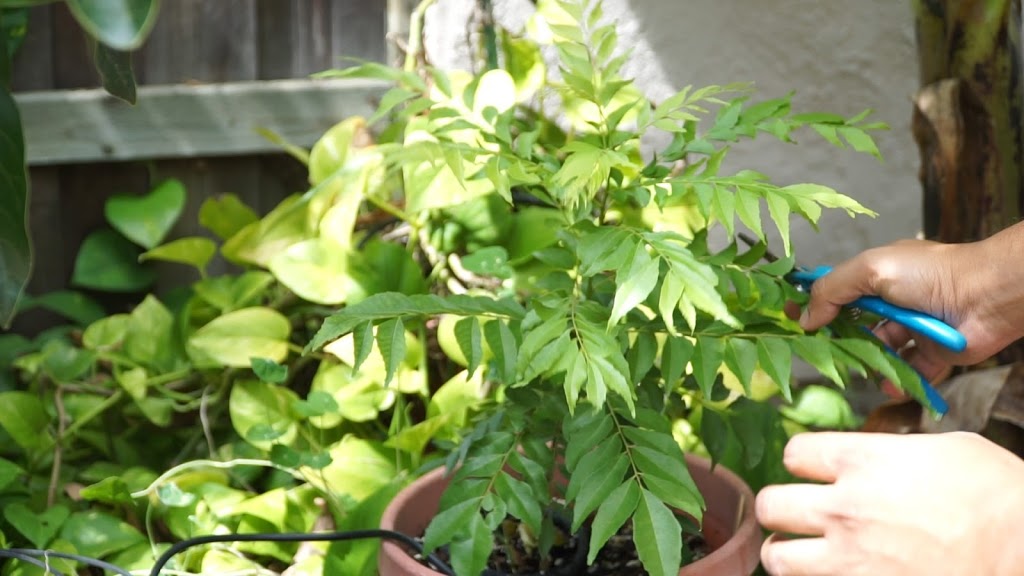 Curry leaf plant Propagation, Pruning, Repotting and Harvest