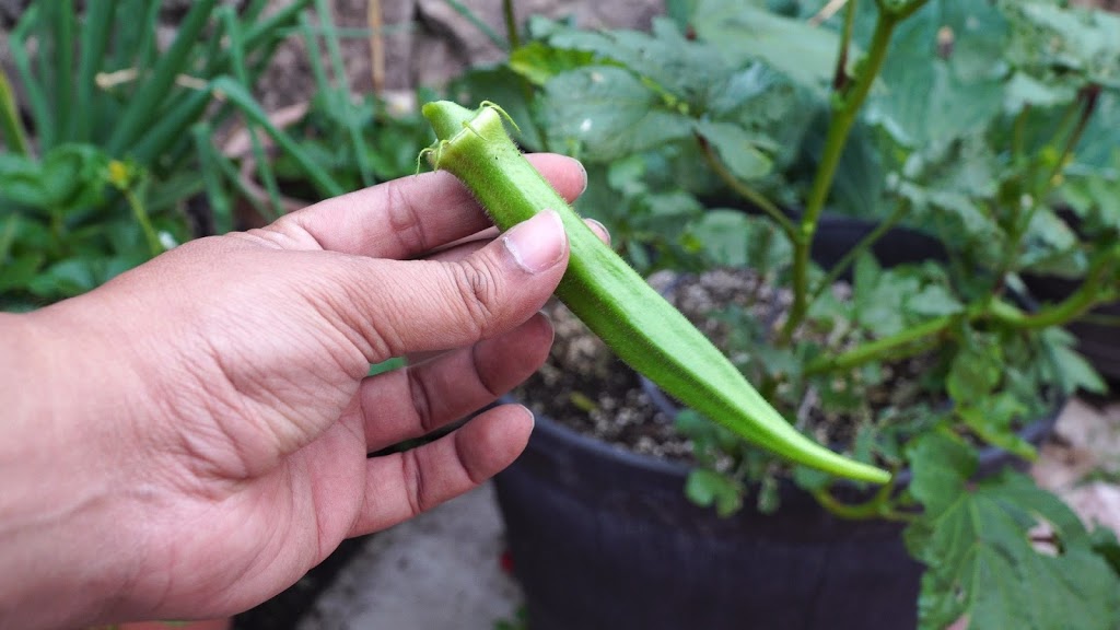 How to grow Okra in Containers ? Growing Nombo Giant Okra variety