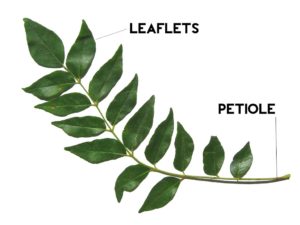 Leaflet and petiole