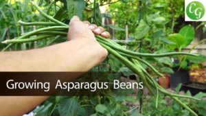 Asparagus Beans or Chinese Long Beans