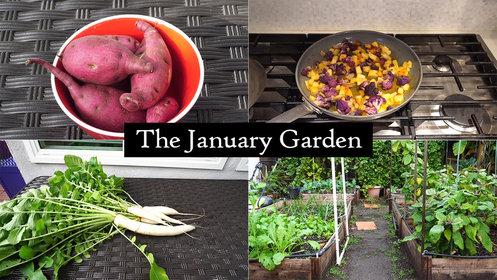The California Garden in Jan 2017 – Winter Harvests, Delicious Recipes and Some Insane Weather!