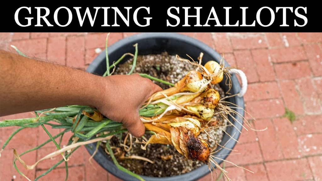 Growing Shallots in Containers