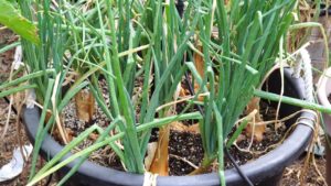 Shallots growing well