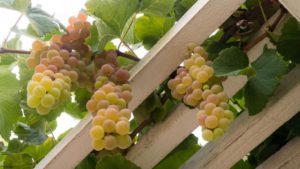 Flame Seedless Grapes Harvest