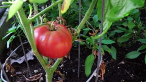 German Queen Tomato Harvest