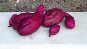 Sweet Potato Harvest