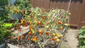Tomatoes after spider mite damage