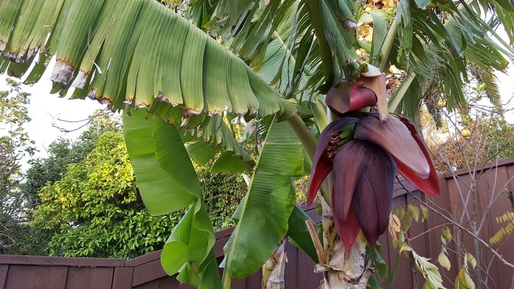 Growing Dwarf Bananas In Your Garden – Dwarf Rajapuri Banana Tree
