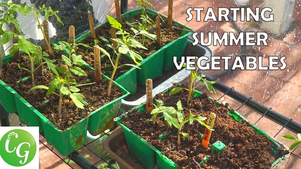 Starting summer vegetable seeds indoors – A complete guide