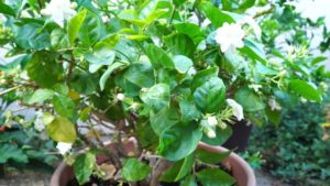 Caring for your Jasmine Plant