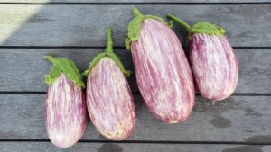 Eggplant Harvest