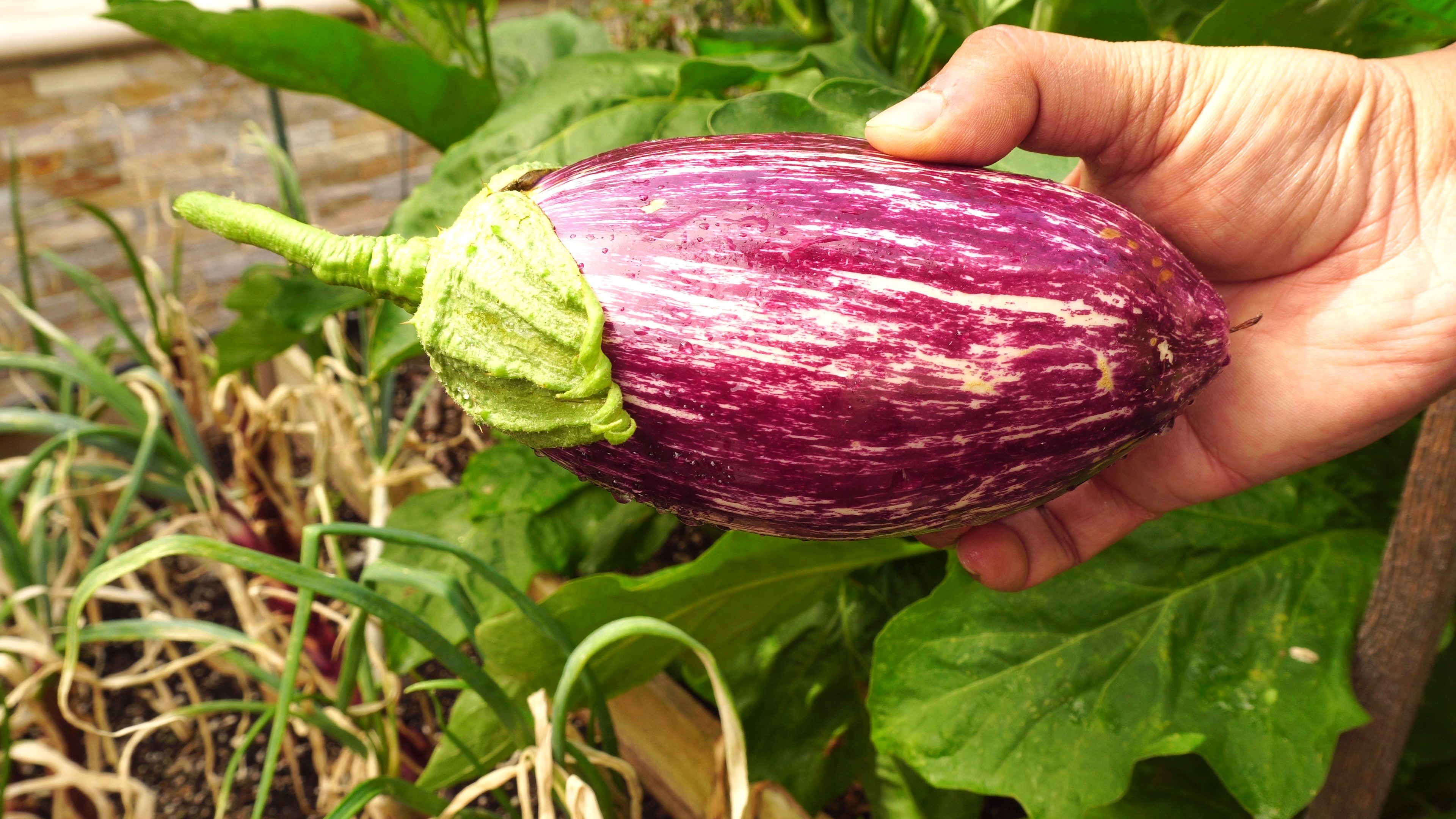 How To Grow Eggplants – A Complete Guide To Growing Eggplants (Solanum Melongena) + RECIPE!