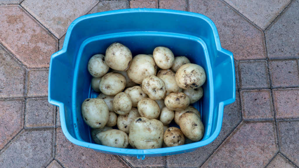 Growing Potatoes In Raised Beds & How To Grow & Harvest Potatoes From Seed Potatoes