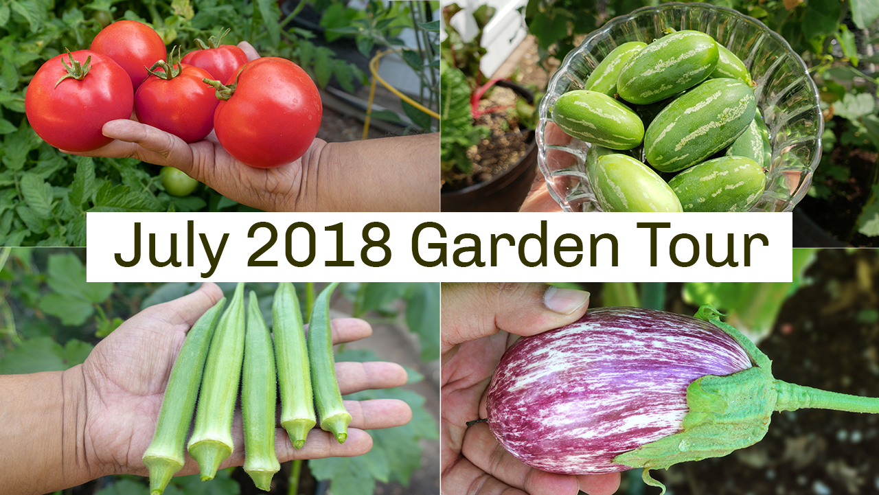 California Garden Tour July 2018 – Gardening Tips, Harvests & More!