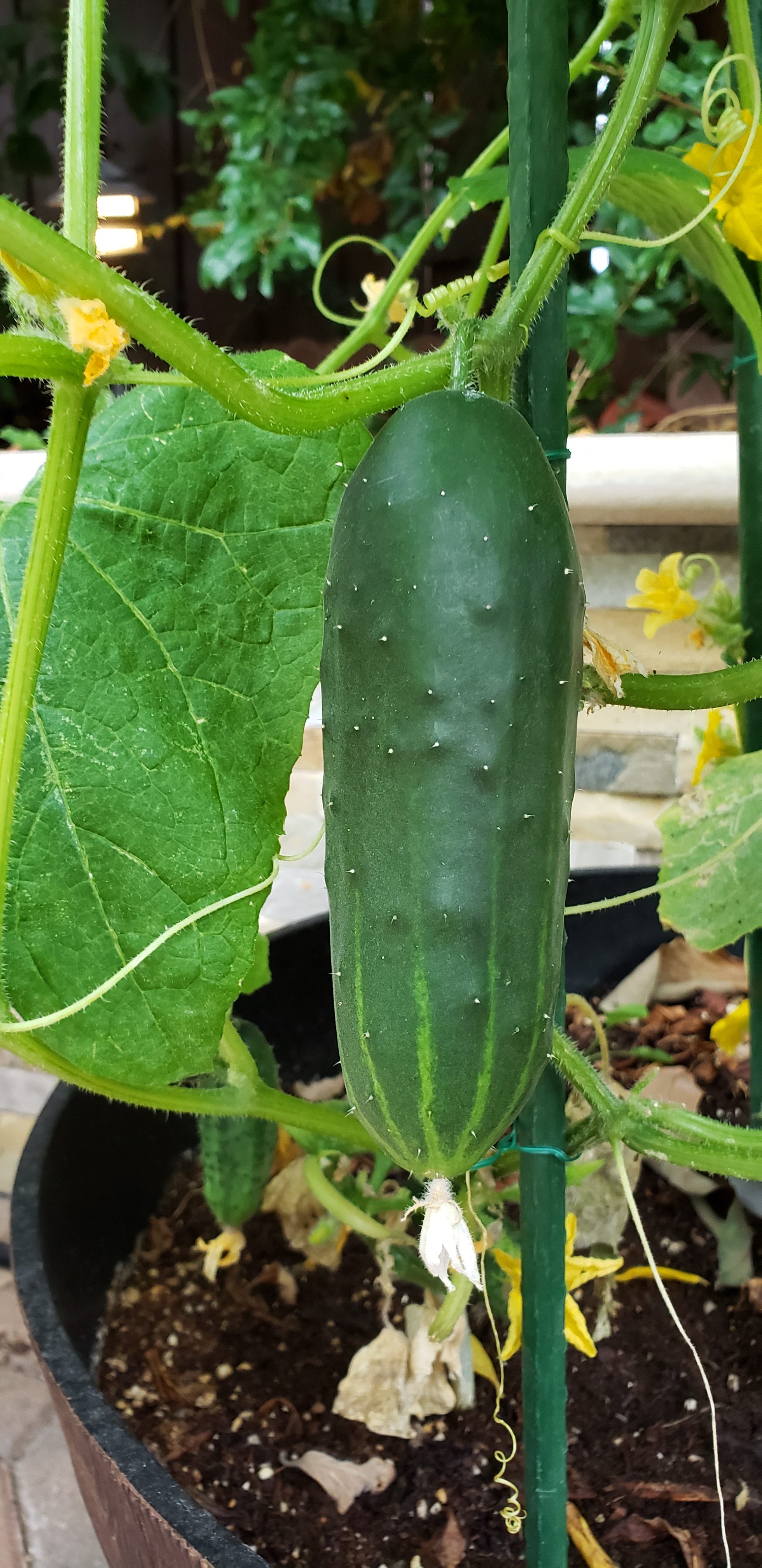 How To Grow Bush Slicer Cucumbers