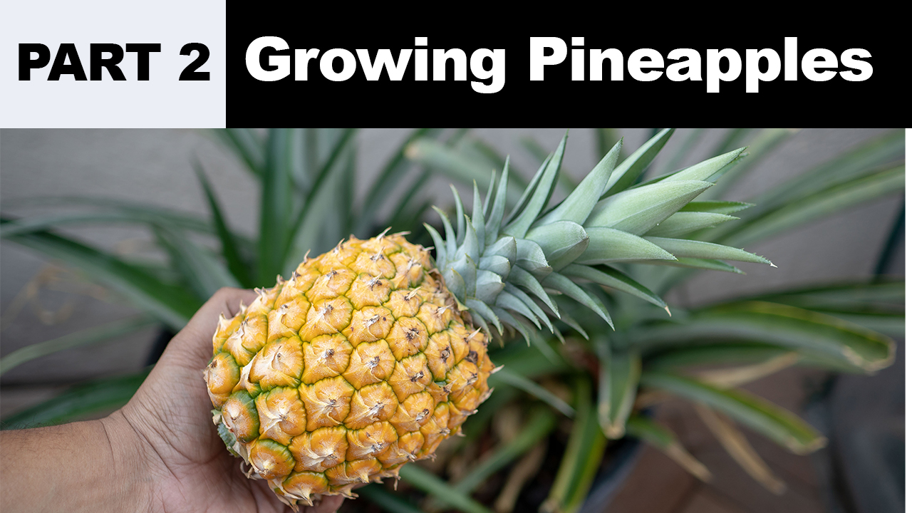 Growing Pineapples Part 2