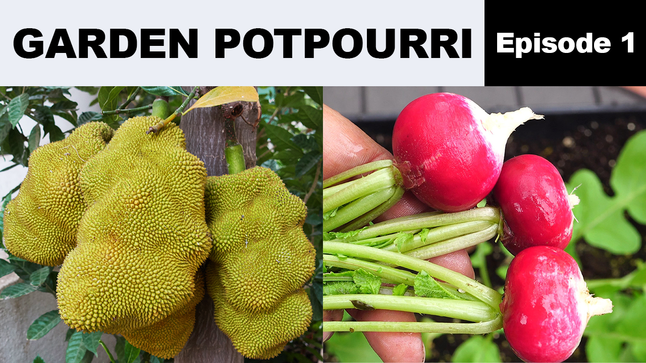 Garden Potpourri – Episode 1
