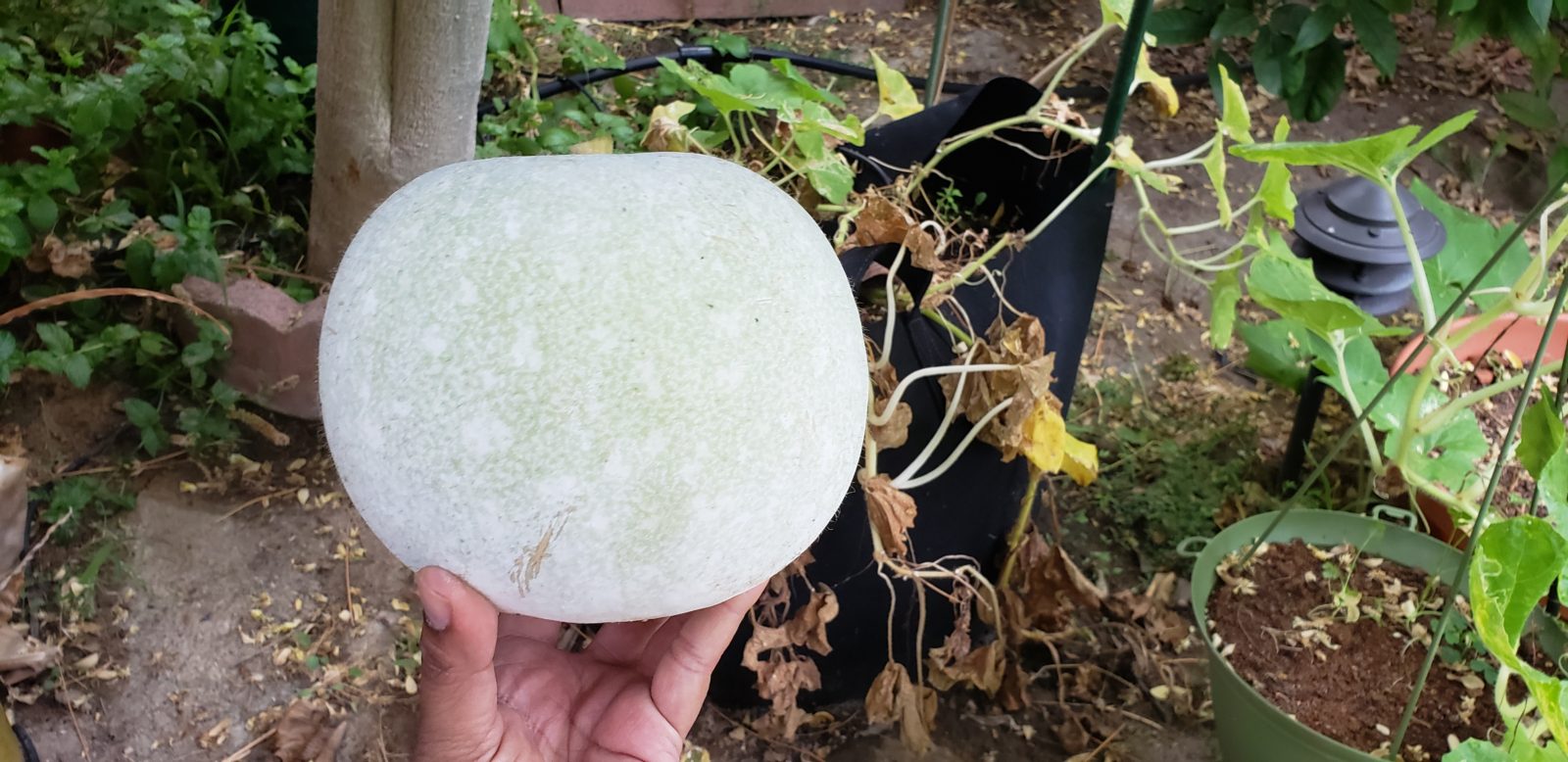 How To Grow Winter Melon Or Ash Gourd In Grow Bags