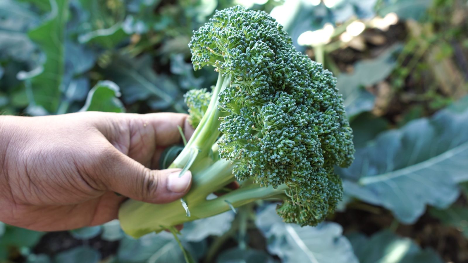 How to Grow Green Magic Hybrid Broccoli
