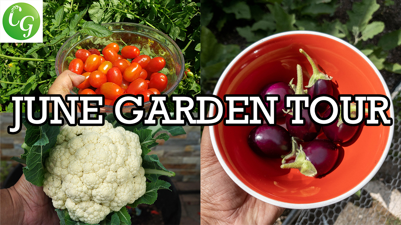 California Garden – June Garden Tour – Gardening Tips & Tricks