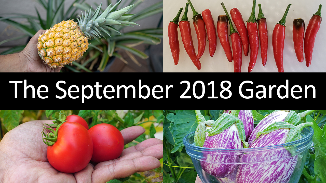 The California Garden In September 2018 – Tour, Gardening Tips & More
