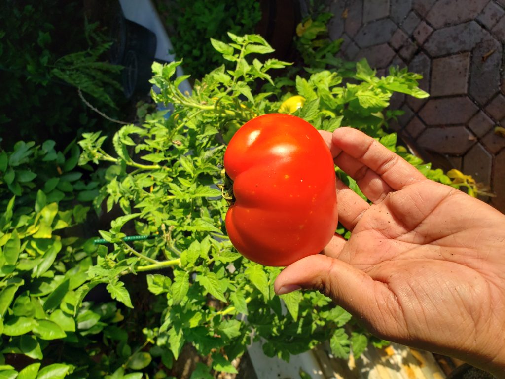 Super Bush Tomato