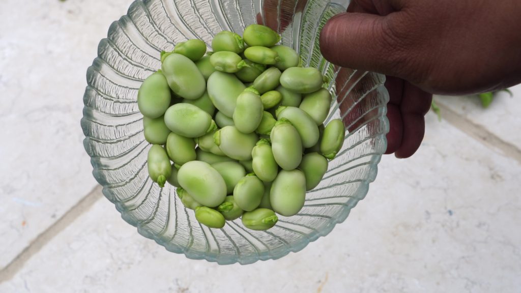 Shelled Fava beans 