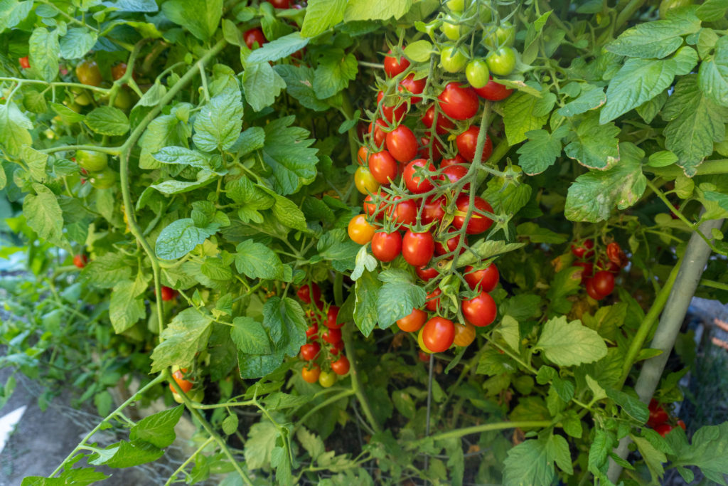 Italian Roma Tomato Plant