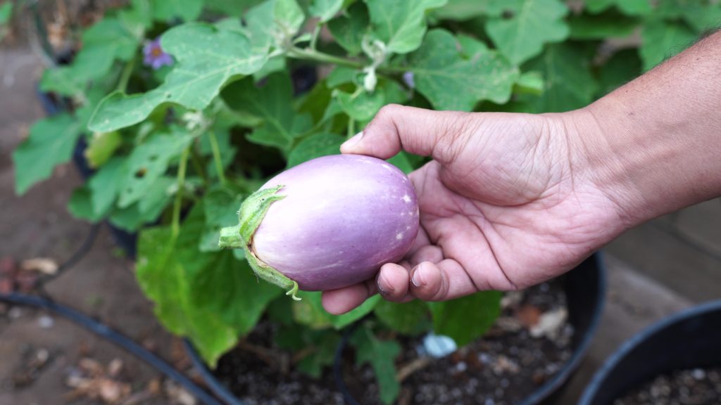 Amethyst Eggplant