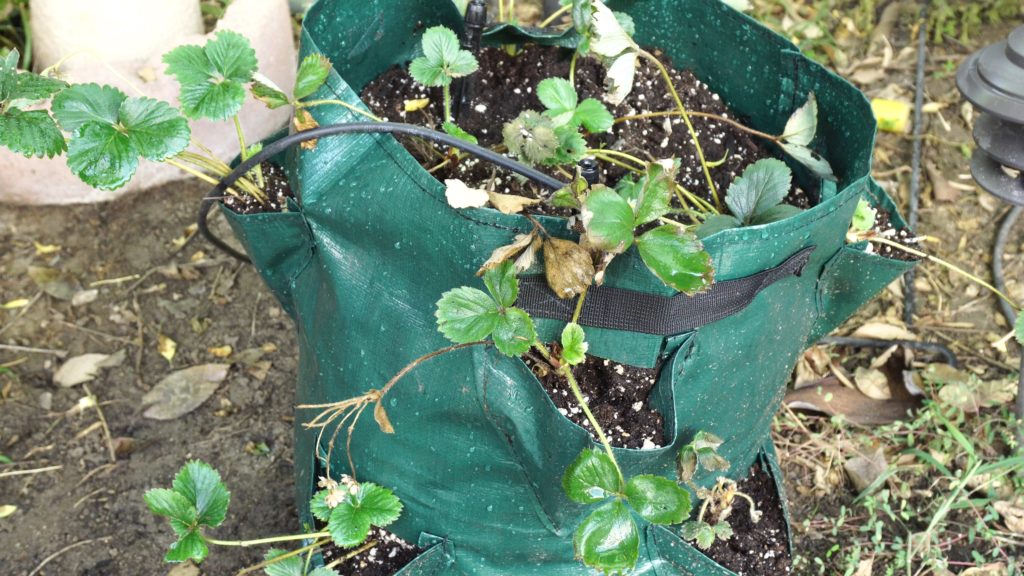 Planting strawberry plants in grow bag sleeves