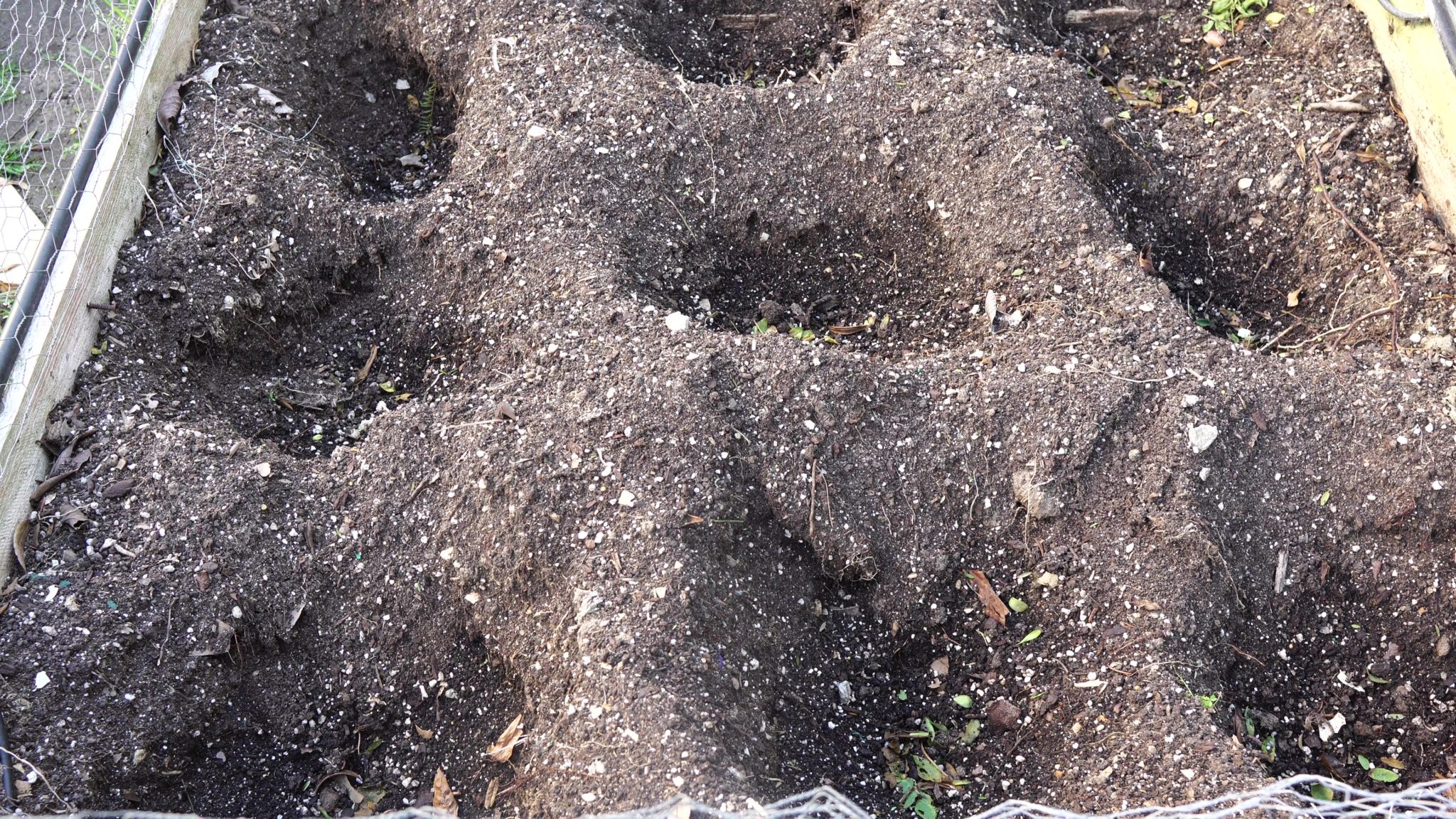 Growing Potatoes in Raised Beds