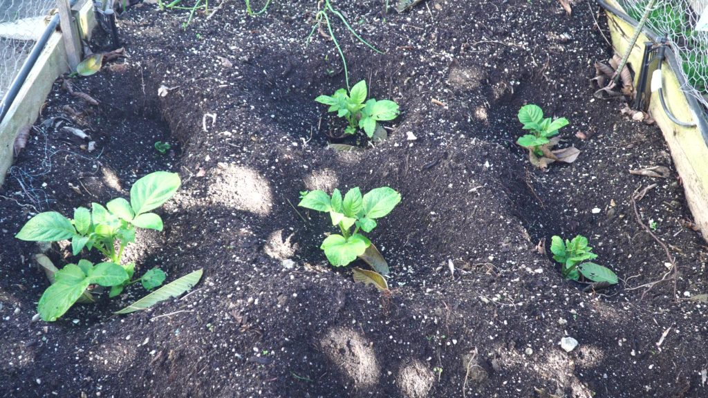 Potato plants have emerged