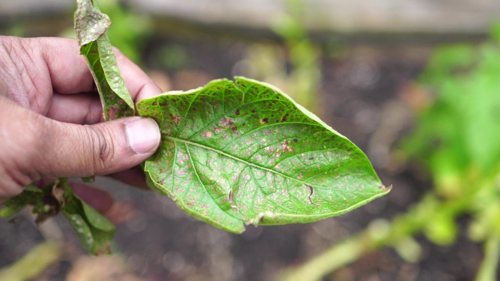 Fungal disease blight affected leaf