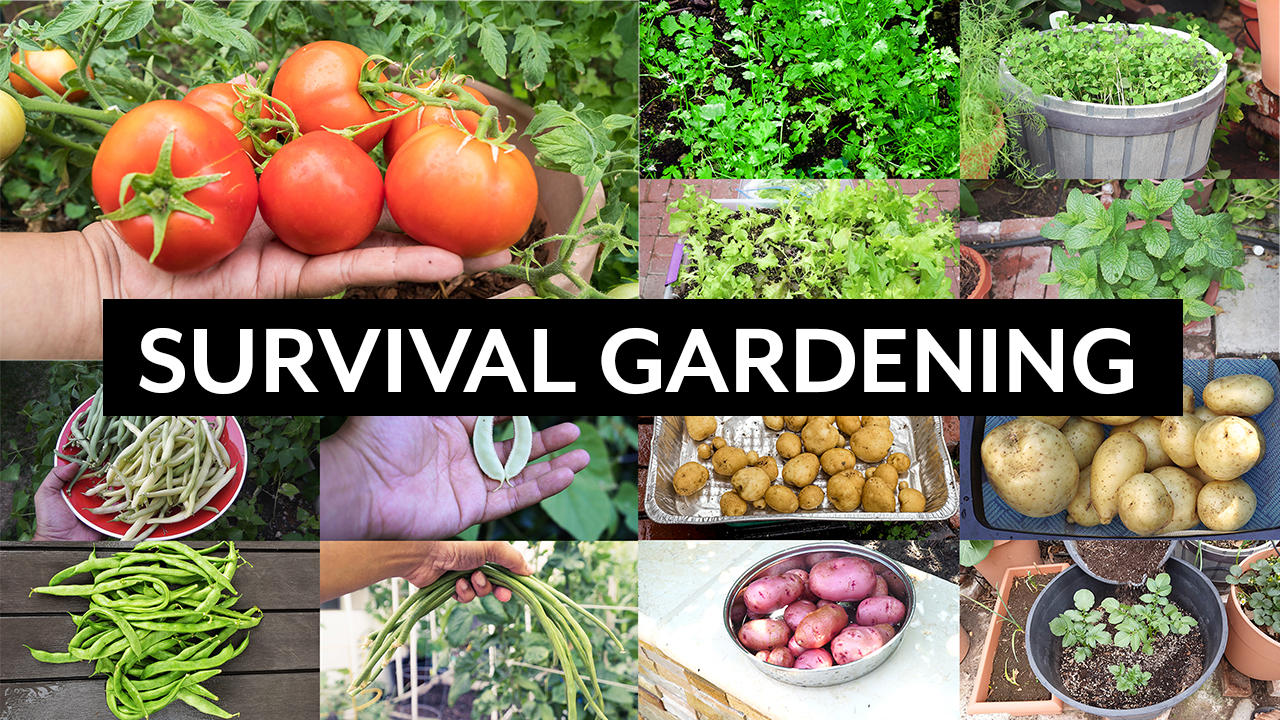 Survival Gardening – Top 5 Vegetables to grow in your garden in an apocalypse or crisis