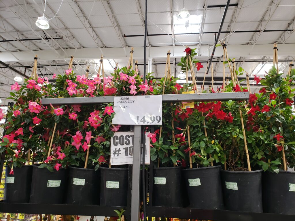 Flowering plants at Costco