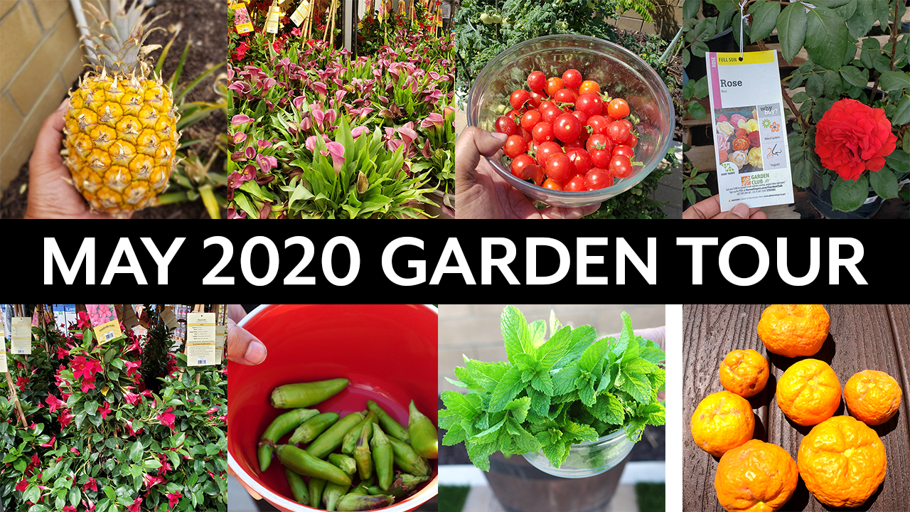 California Gardening May 2020 Garden Tour – Vegetable and Fruit Trees Gardening Tips!