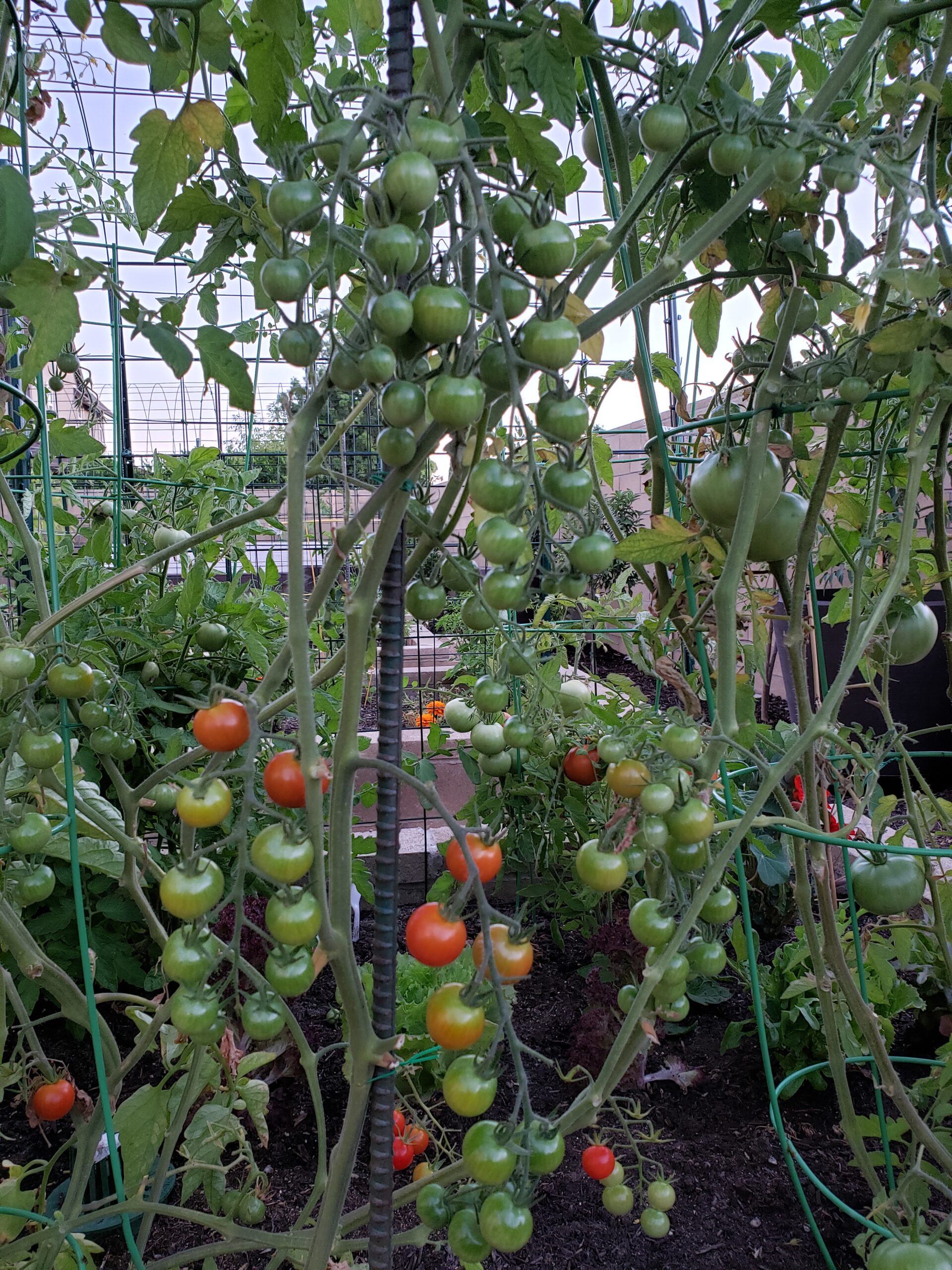 The Best Veggies To Grow In Shade