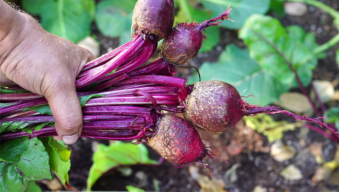The Best Veggies To Grow In Shade