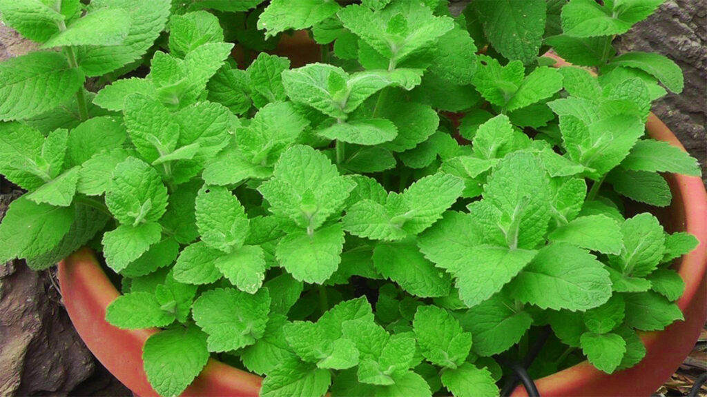 Mint thriving in shade