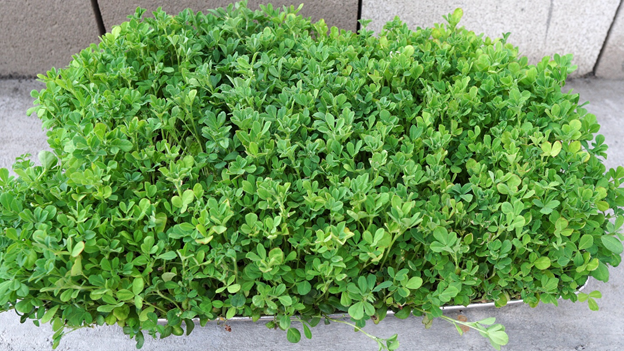 Fenugreek microgreens ready to be harvested