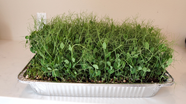 Pea microgreens ready to be harvested