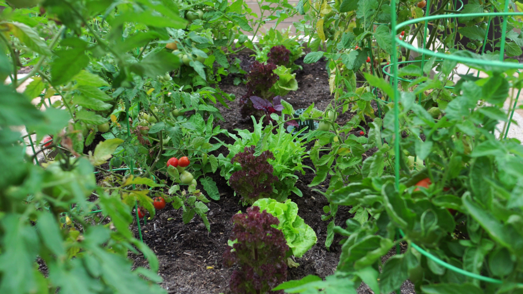 Lettuce growing in shade between tomato plants