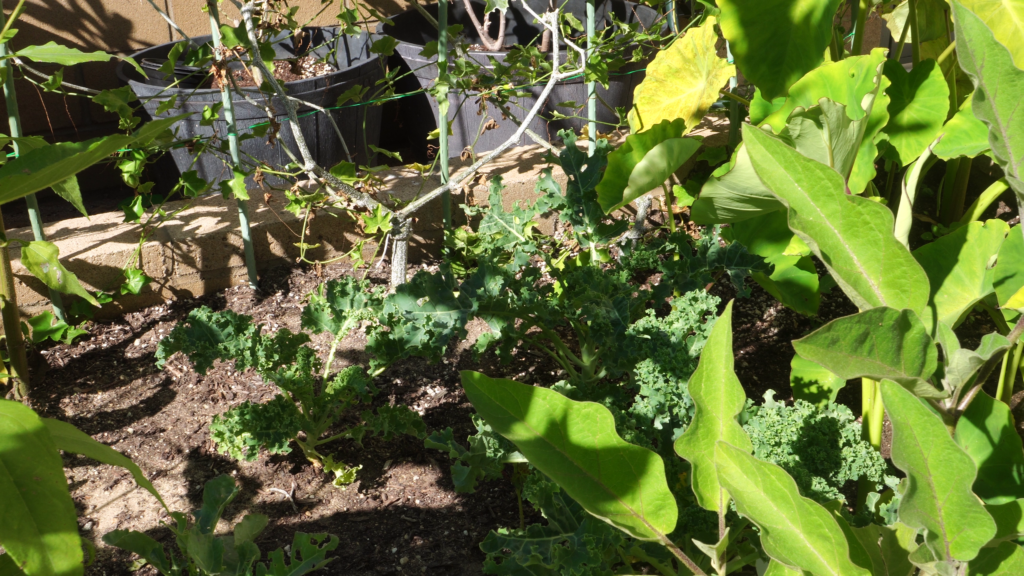 Kale growing in full sun