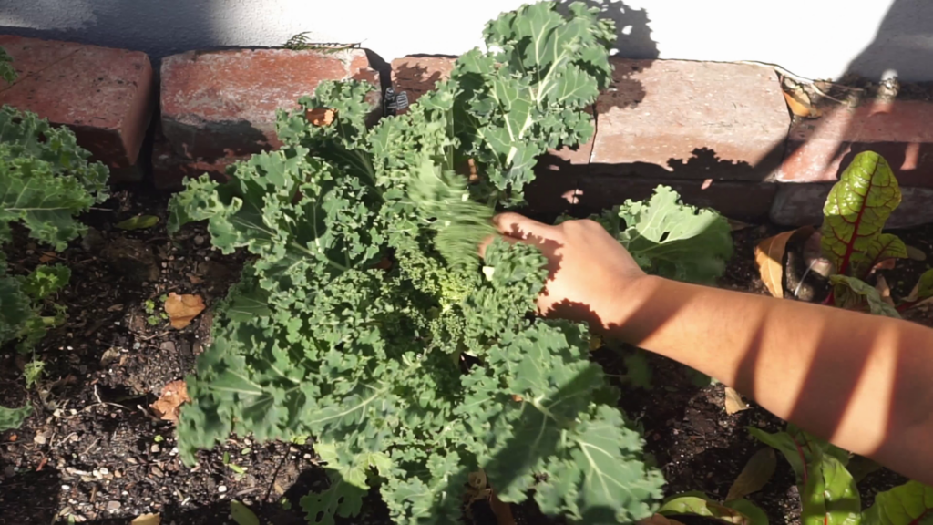 Kale growing in partial shade